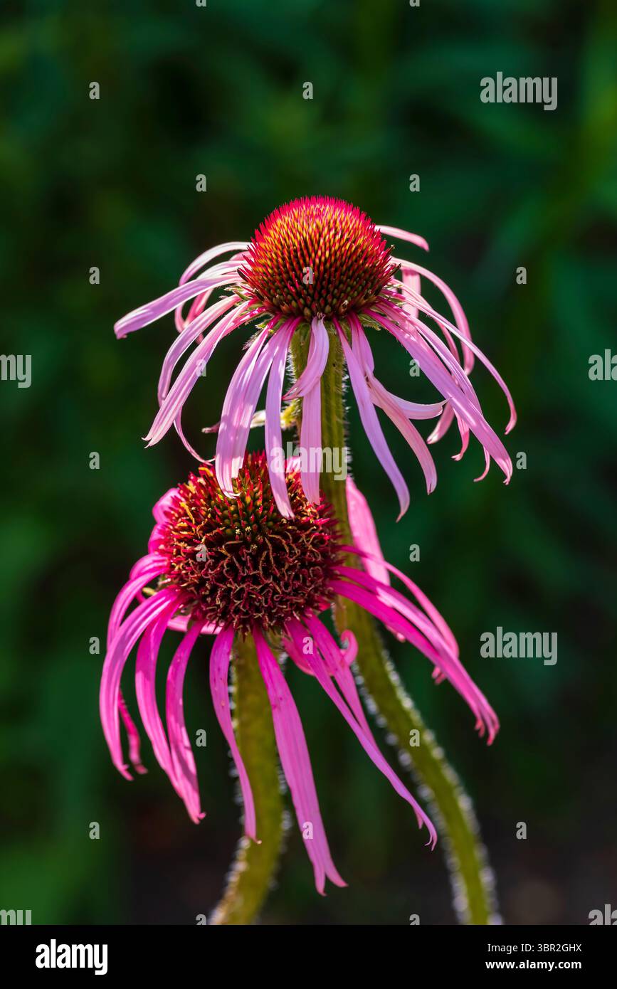 Fiore viola pallido (Echinacea pallida), Giardini Botanici di Sheffield Foto Stock