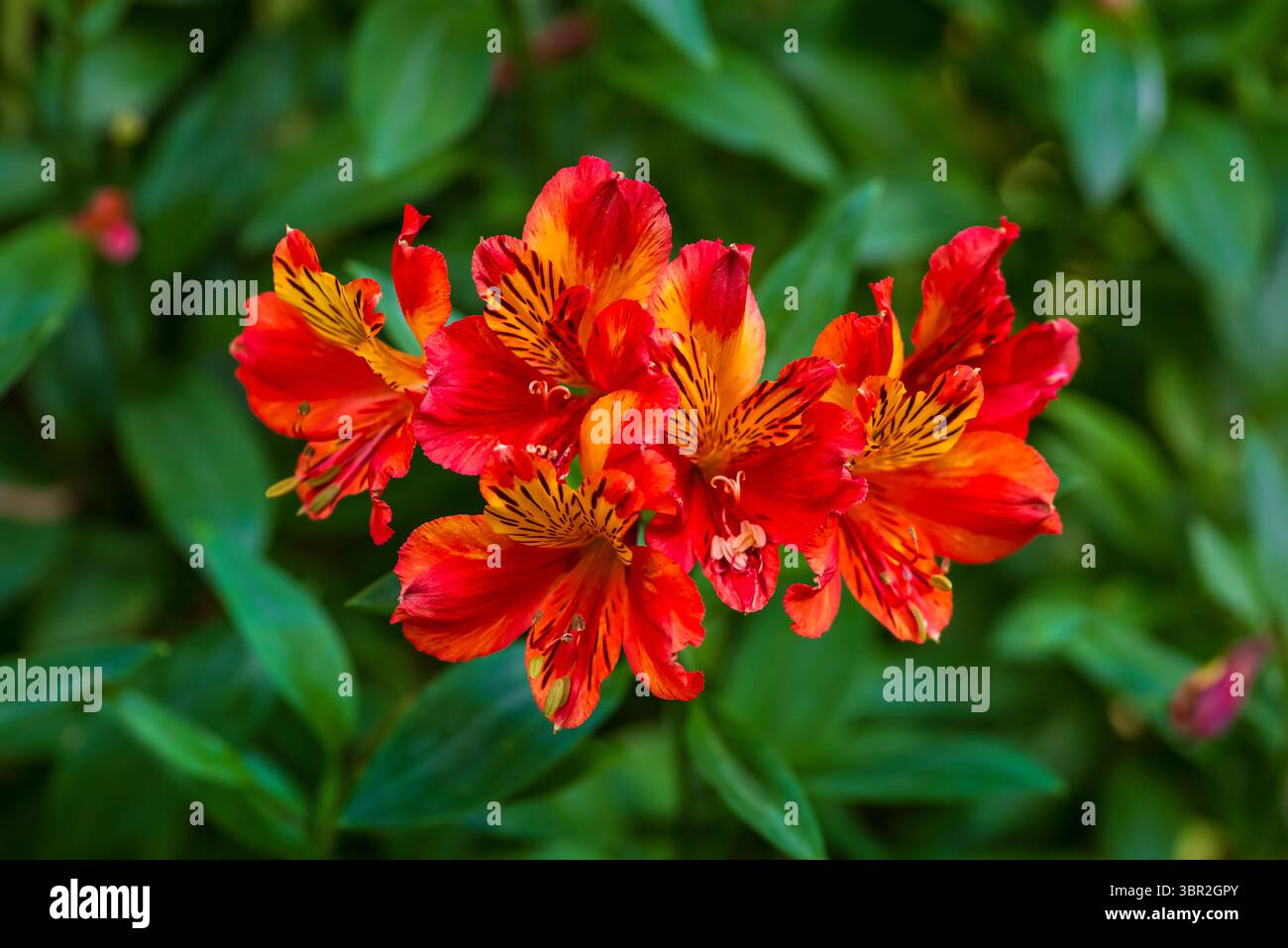 Giglio rosso peruviano (Alstroemeria aurea), Giardini Botanici di Sheffield Foto Stock