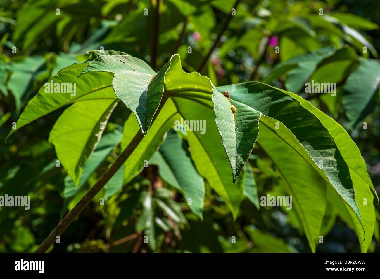 Pianta di riso-carta (Tetrapanax papyrifer), giardini botanici di Sheffield Foto Stock