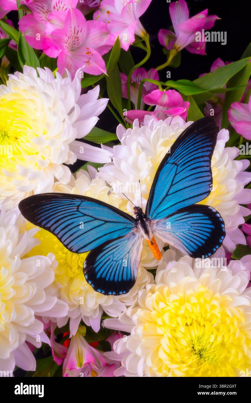 Big Blue Butterfly è la natura morta della mamma bianca Foto Stock