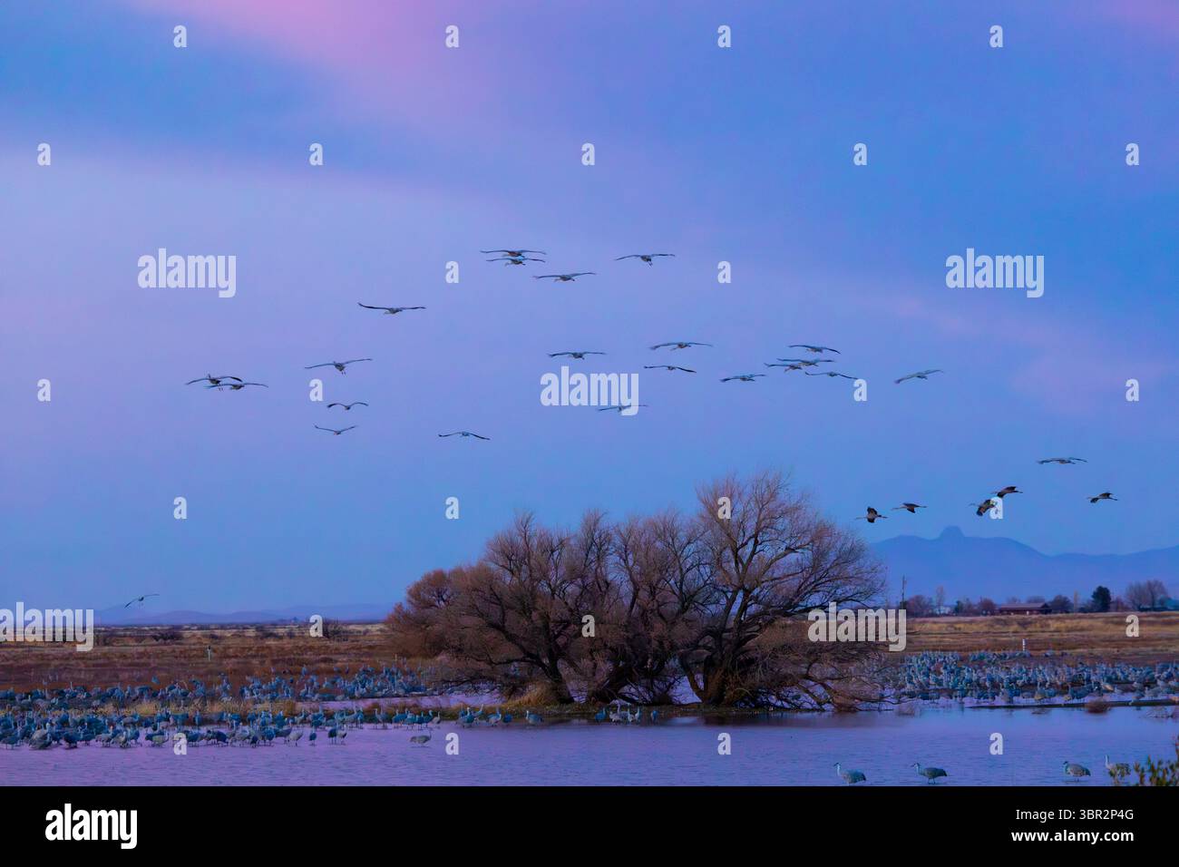 Sandhill Cranes presso la Whitewater Draw Wilderness area in Arizona, un grazioso visitatore invernale nelle zone umide stagionali del deserto. Foto Stock