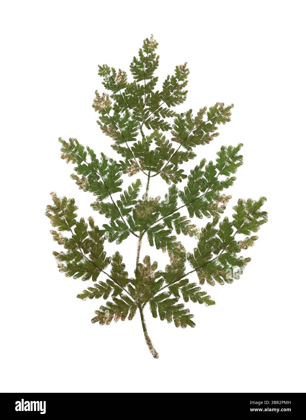 Una vista artistica di una foglia di felce verde in stile che mostra la sua struttura unica e ricca texture per tutti da ammirare. Oggetto isolato disegnato a mano su sfondo bianco. Foto Stock