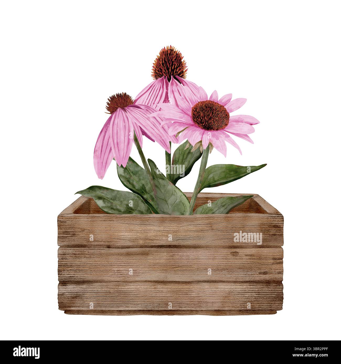 Questa splendida disposizione di fiori rosa echinacea è splendidamente esposta in una scatola di legno rustica, perfetta per la decorazione. Composizione isolata disegnata a mano su sfondo bianco. Foto Stock