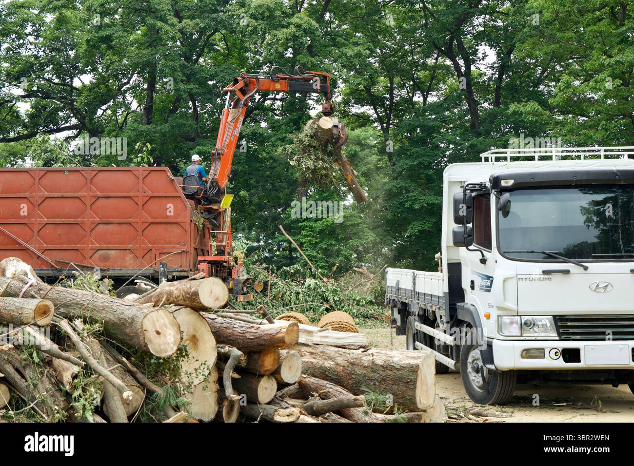 Gongju, Corea del Sud - 13 giugno 2025: I lavoratori gestiscono un escavatore arancione per caricare tronchi d'albero abbattuti in un camion portacontainer rosso durante i lavori di sgombero a Foto Stock