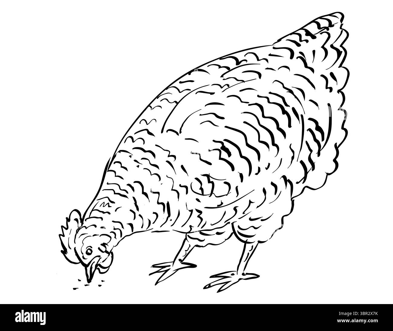 Disegno illustrazione in stile schizzo della gallina di razza Dominique che si nutre su sfondo isolato, in bianco e nero. Illustrazione Vettoriale