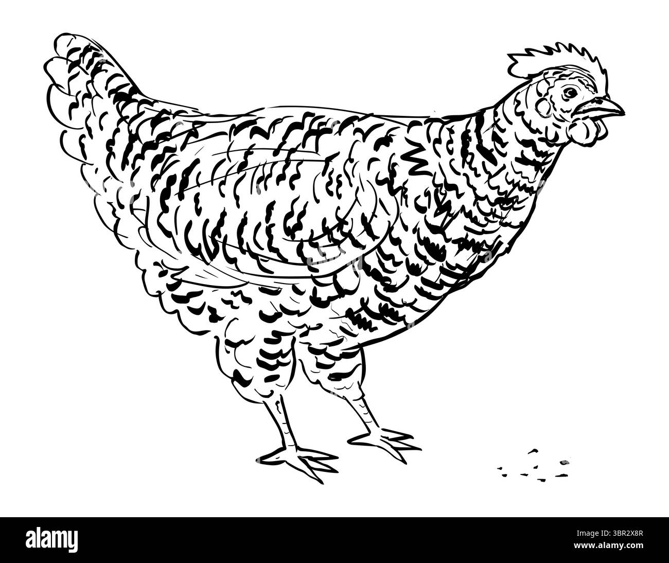 Disegno illustrazione in stile schizzo di una gallina di Plymouth Rock che si nutre su uno sfondo isolato fatto con disegni in linea in bianco e nero. Illustrazione Vettoriale