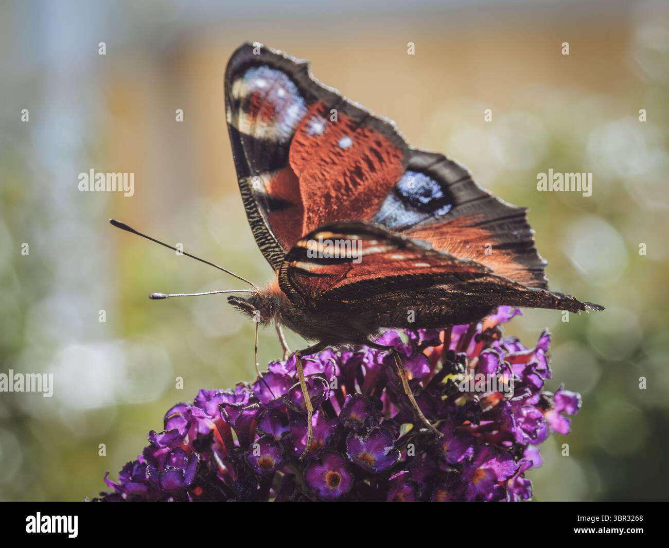 Una farfalla di pavone che si nutre di una Buddleia Foto Stock