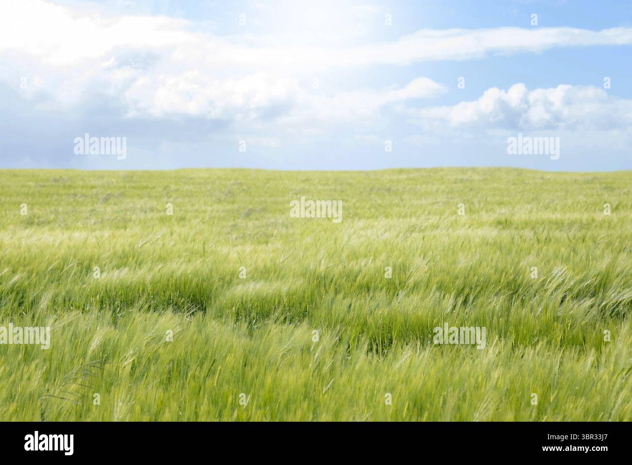Illustrazione dal design piatto che mostra i gambi di orzo verde che oscillano sul campo sotto un cielo parzialmente nuvoloso Foto Stock