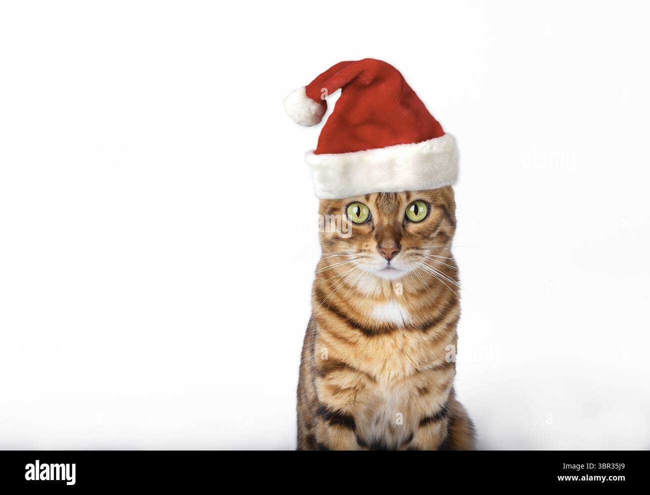Simpatico gatto domestico del bengala con cappello di babbo natale su sfondo bianco e spazio per le copie Foto Stock