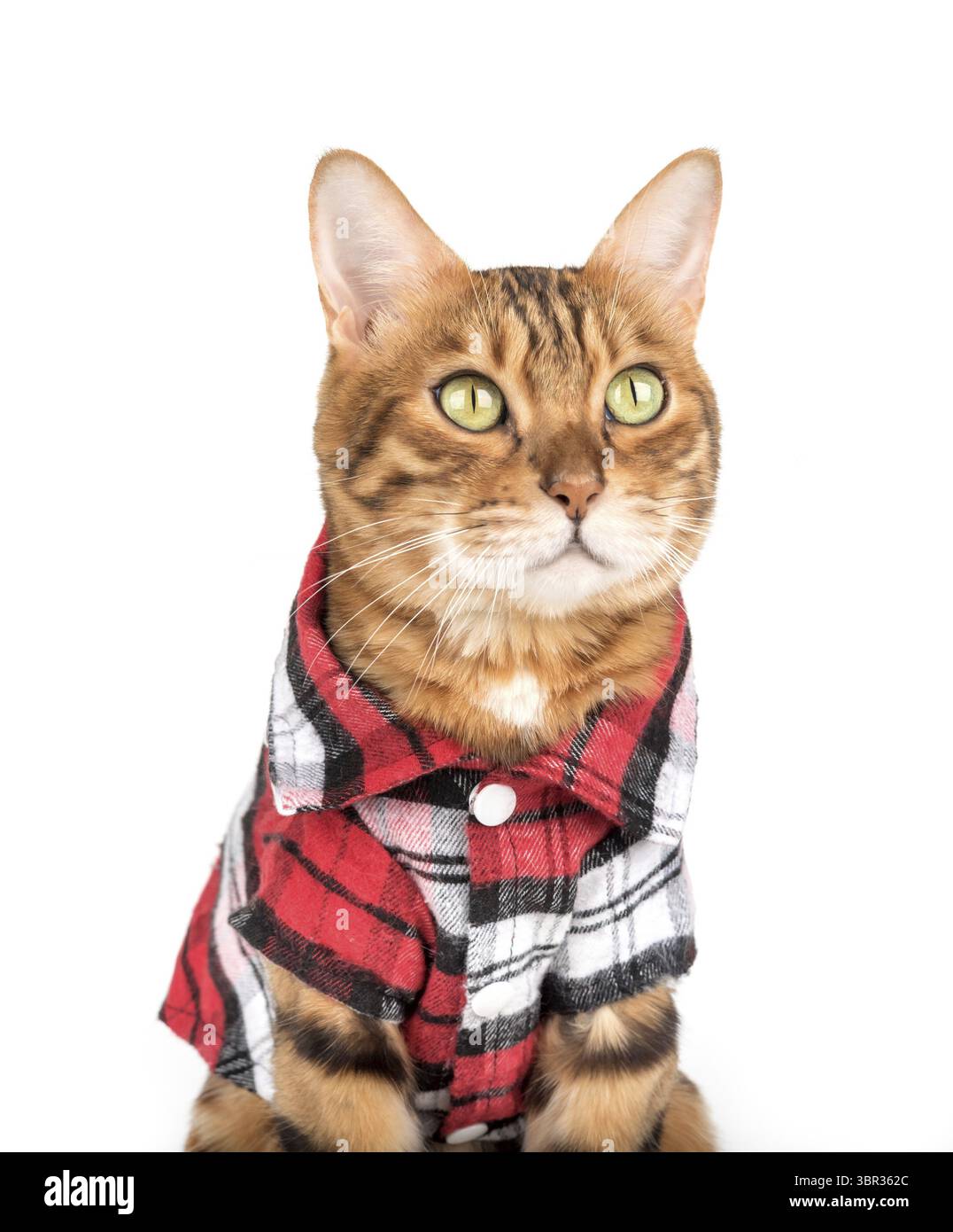 Ritratto di un gatto del bengala in una camicia a scacchi. Gatto in abiti isolati su bianco Foto Stock