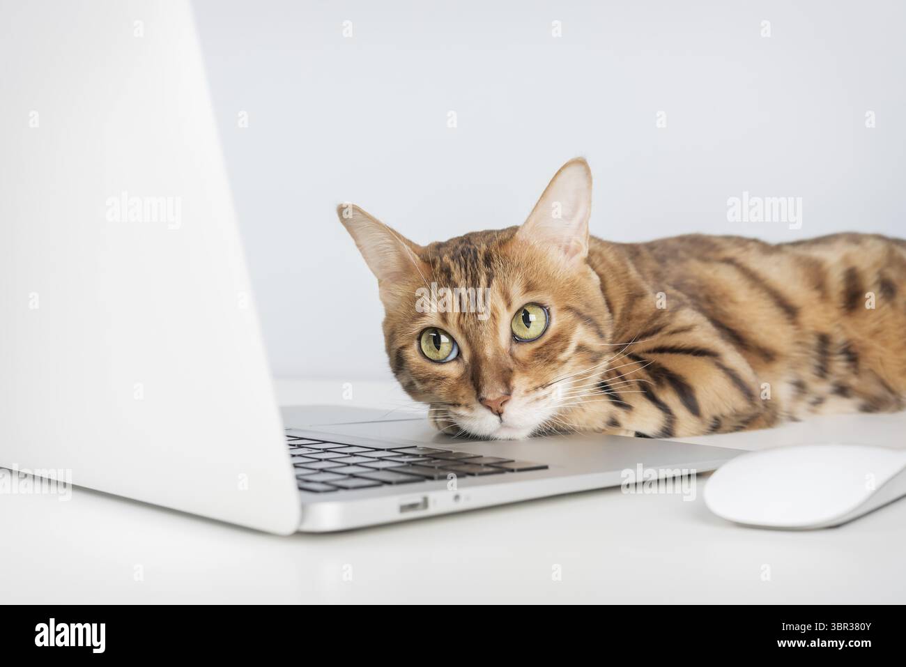 Gatto del Bengala vicino a computer o computer portatile. Copia spazio Foto Stock