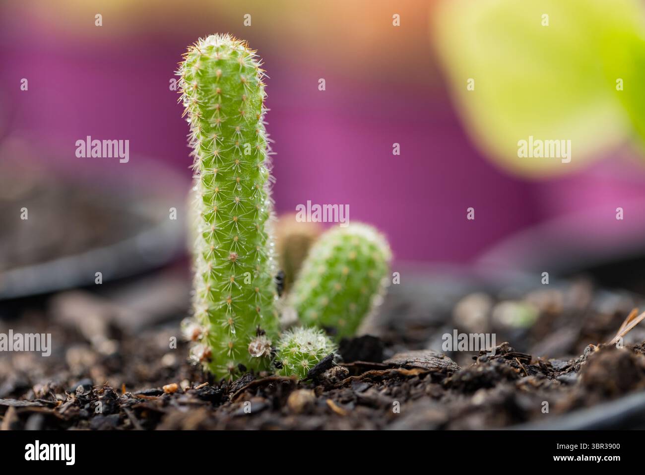 I germogli di cactus colonnari stanno emergendo dal suolo di incapsulamento in contenitori per vivaio con spine bianche fini Foto Stock I germogli di cactus colonnari stanno emergendo dal suolo di incapsulamento in contenitori per vivaio con spine bianche fini Foto Stock