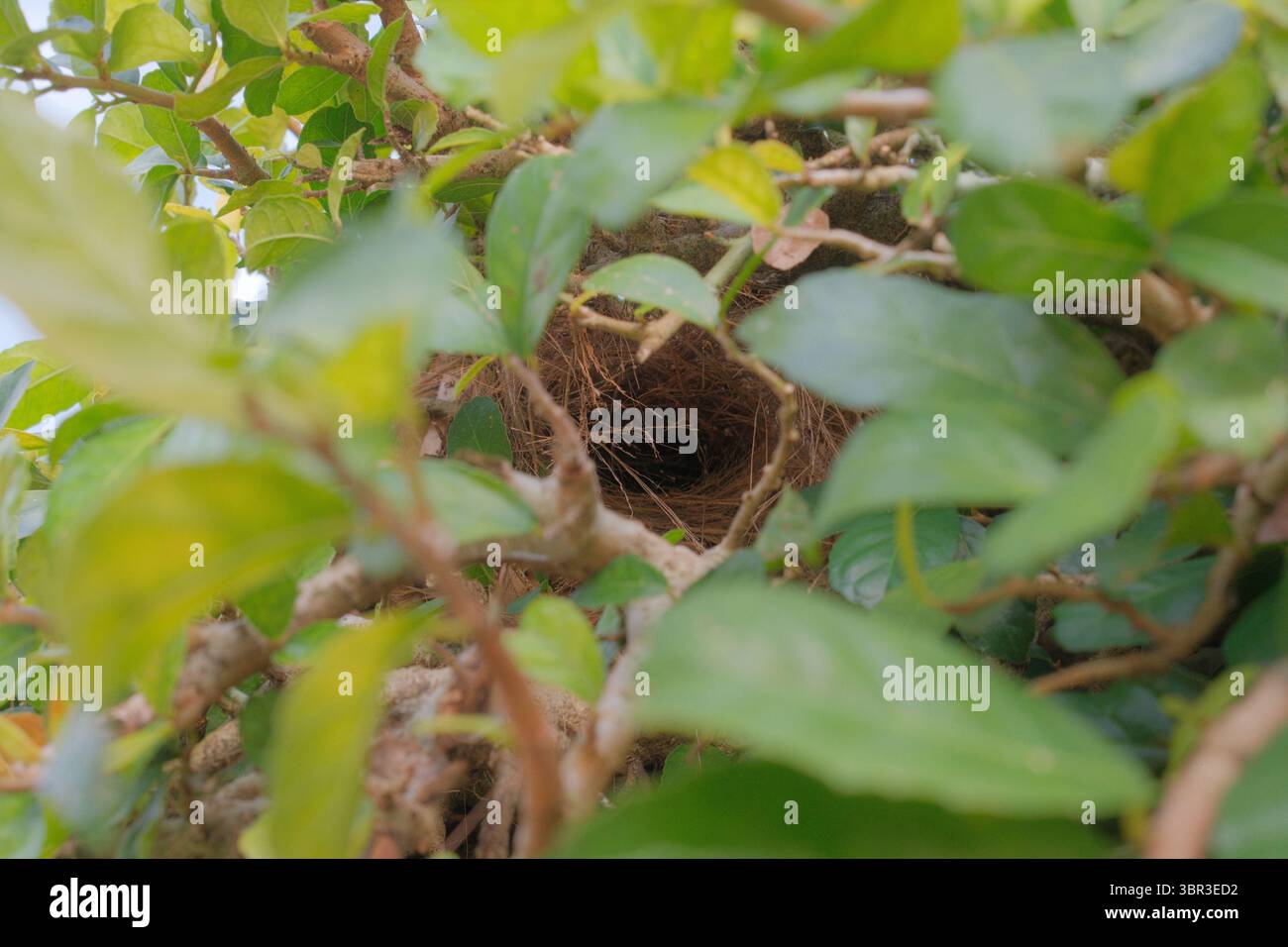 Un nido di uccello solitario cullato in dense foglie suggerisce nuovi livelli di protezione, riecheggiando gli sforzi in evoluzione per proteggere nidi e uova. Foto Stock