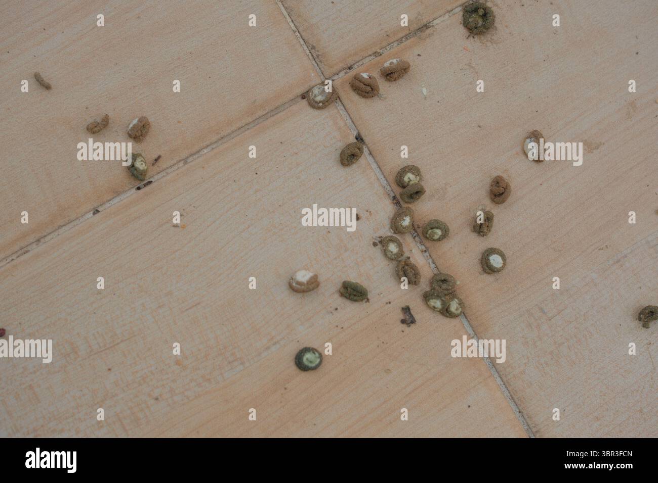 Gli escrementi di uccelli disseminati macchiano una superficie piastrellata, sottolineando silenziosamente il rischio di trasmissione dell'H5N1 attraverso le feci e il pericolo invisibile che permane sul pavimento Foto Stock Gli escrementi di uccelli disseminati macchiano una superficie piastrellata, sottolineando silenziosamente il rischio di trasmissione dell'H5N1 attraverso le feci e il pericolo invisibile che permane sul pavimento Foto Stock