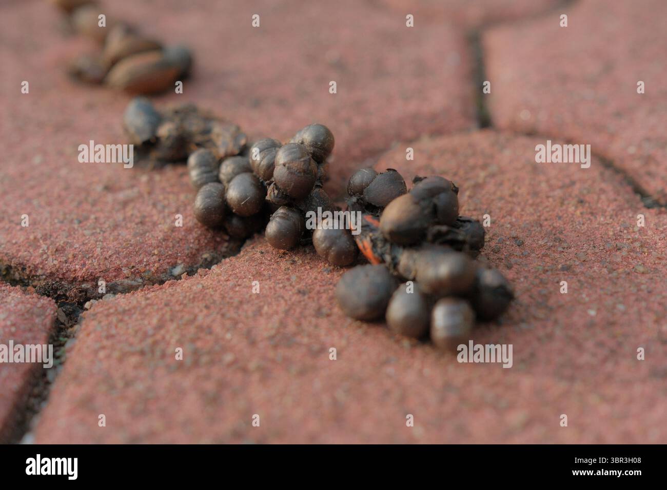 Macchie scure di civet su mattoni suggeriscono i costi nascosti delle attrazioni di caffè a base di fauna selvatica, sottolineando la necessità di un turismo responsabile. Foto Stock