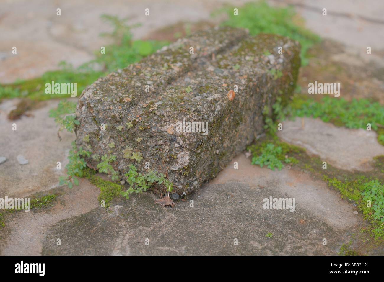 Un mattone ricoperto di muffa e intempestivo incastonato tra piccoli stabilimenti suggerisce i prossimi investimenti in infrastrutture verdi, rafforzando la resilienza climatica. Foto Stock