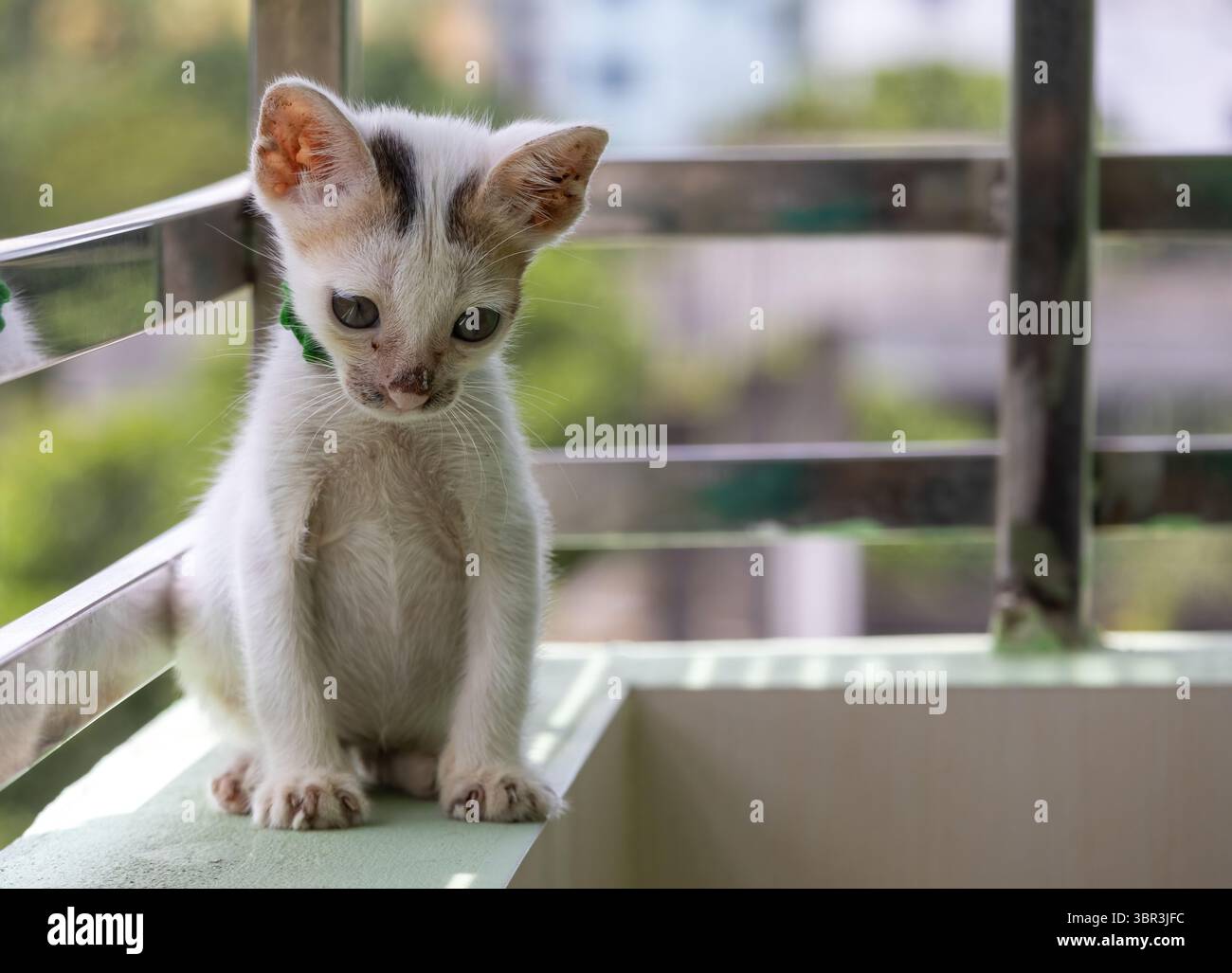 Il gattino bianco era molto carino, purtroppo seduto su un muro del balcone della casa, che guardava il terreno. Questo adorabile gatto domestico mostra un umore cupo. Foto Stock