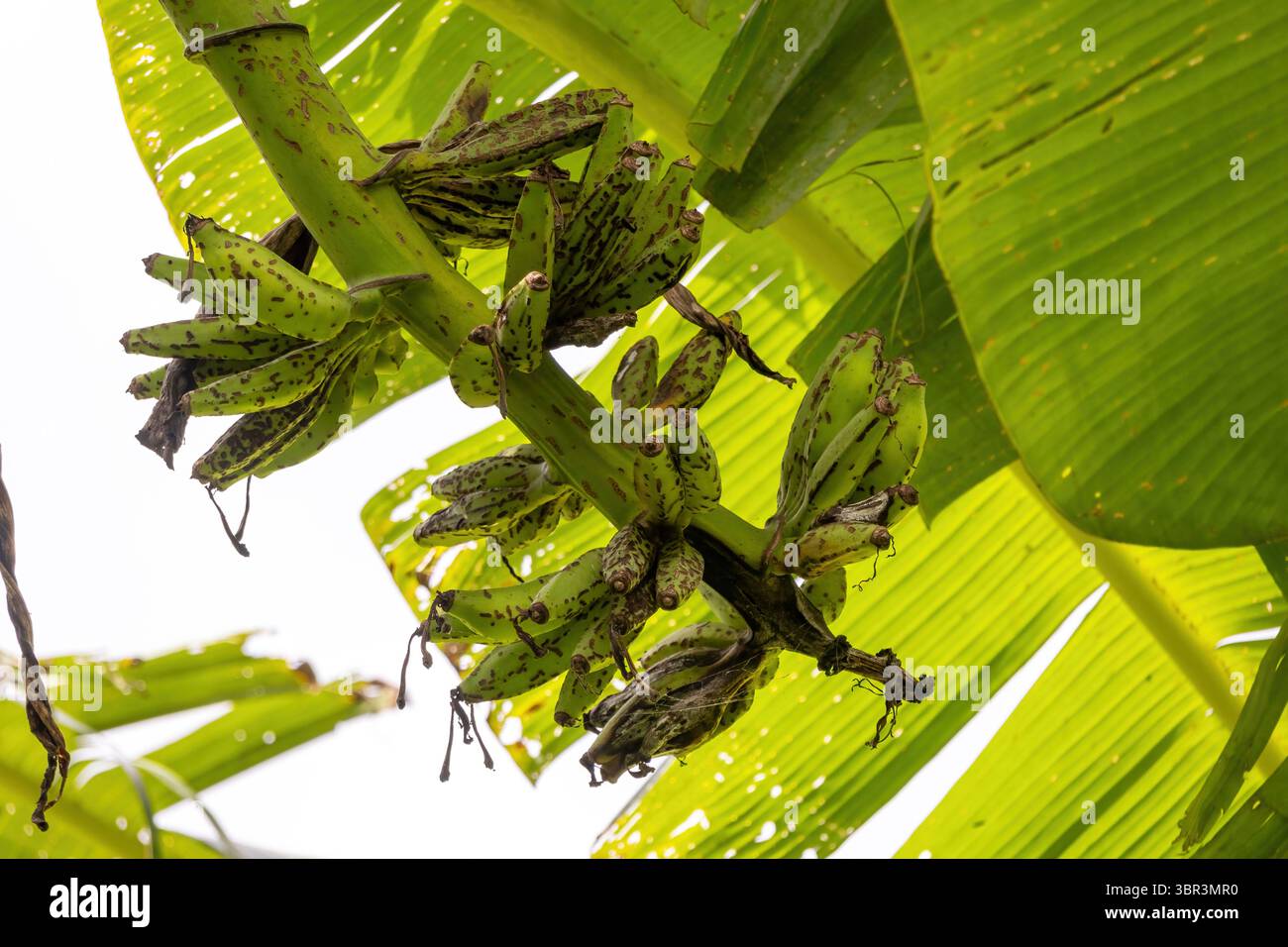 Banane verdi crude con macchie scure e consistenza sottile su un albero di banana. Frutto non maturo che mostra potenziali segni di malattia, catturato all'aperto in una S naturale Foto Stock