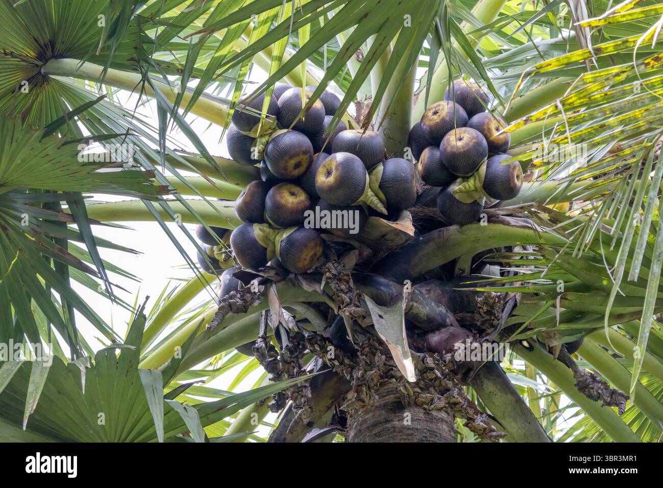 Palma di palma Palmyra fresca (Borassus flabellifer) su un albero, circondata da foglie verdi. Chiamato anche Ice Apple, Toddy o Lontar Palm Foto Stock