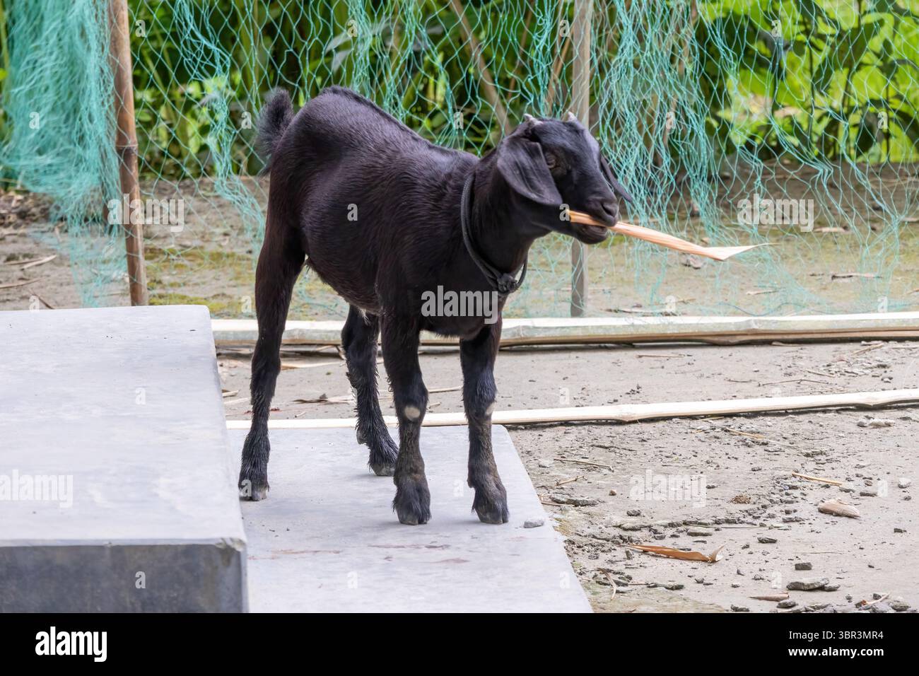 Capra nera del Bengala (Capra hircus) sulle scale della casa del villaggio in Bangladesh, mangiando foglie di bambù secche. La scena dell'allevamento domestico in un ambiente rurale. Foto Stock