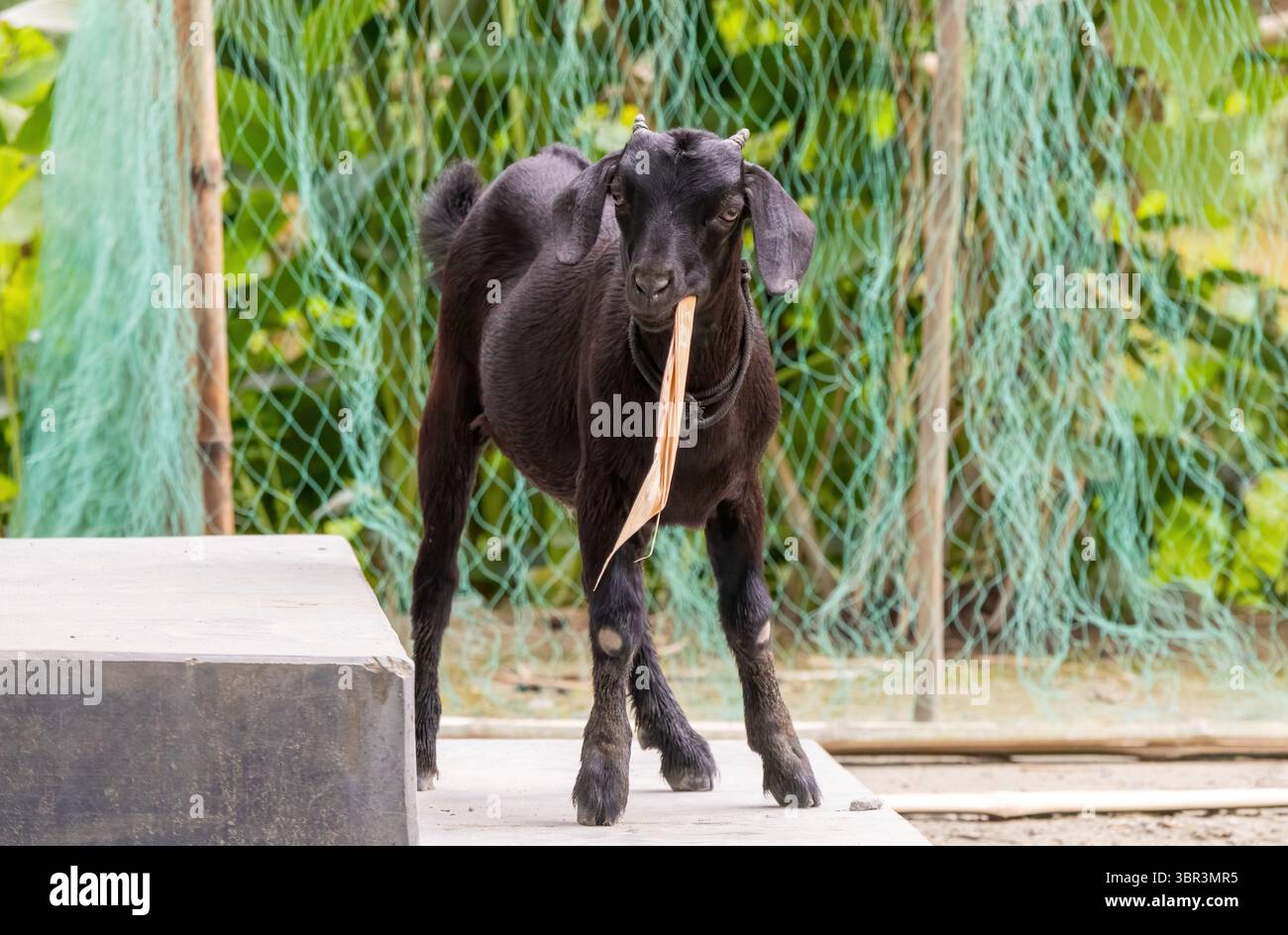 Capra nera del Bengala (Capra hircus) in piedi sulle scale del villaggio in Bangladesh, consumando foglie secche di bambù. Una visione comune nell'allevamento degli animali domestici. Foto Stock