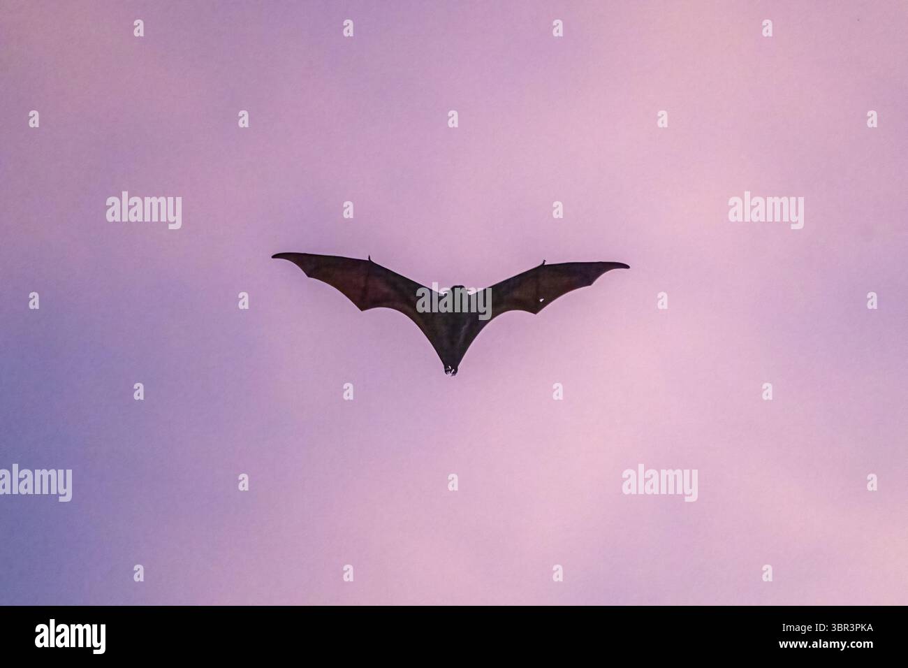 Bellissimo pipipistrello volante in un vivace cielo rosa al tramonto. Chiroptera dalla silhouette che si libra nel crepuscolo. Animale selvatico nella colorata serata della natura. Foto Stock