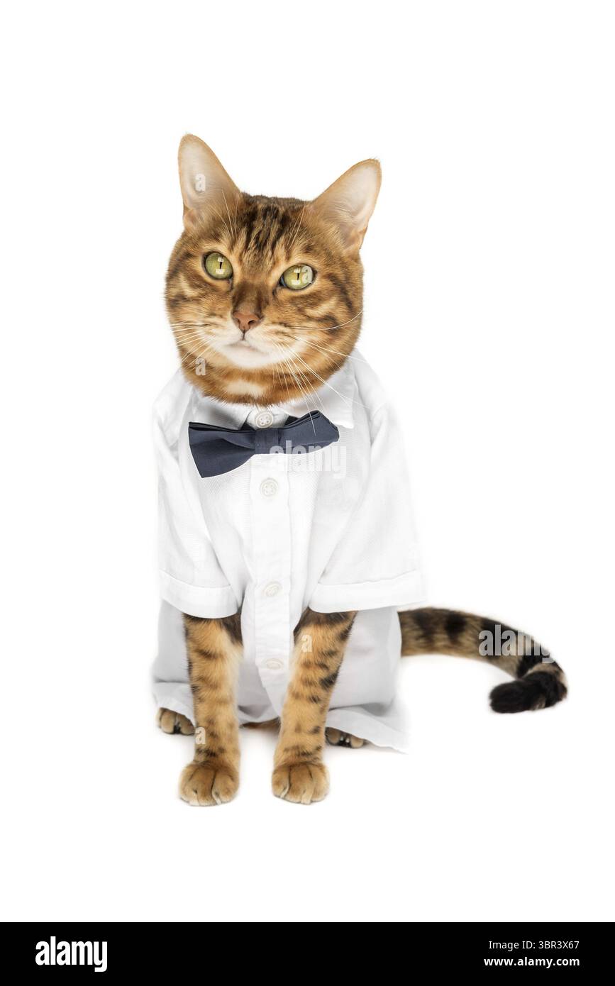 Il gatto con una camicia e un cravatta su sfondo bianco è isolato Foto Stock