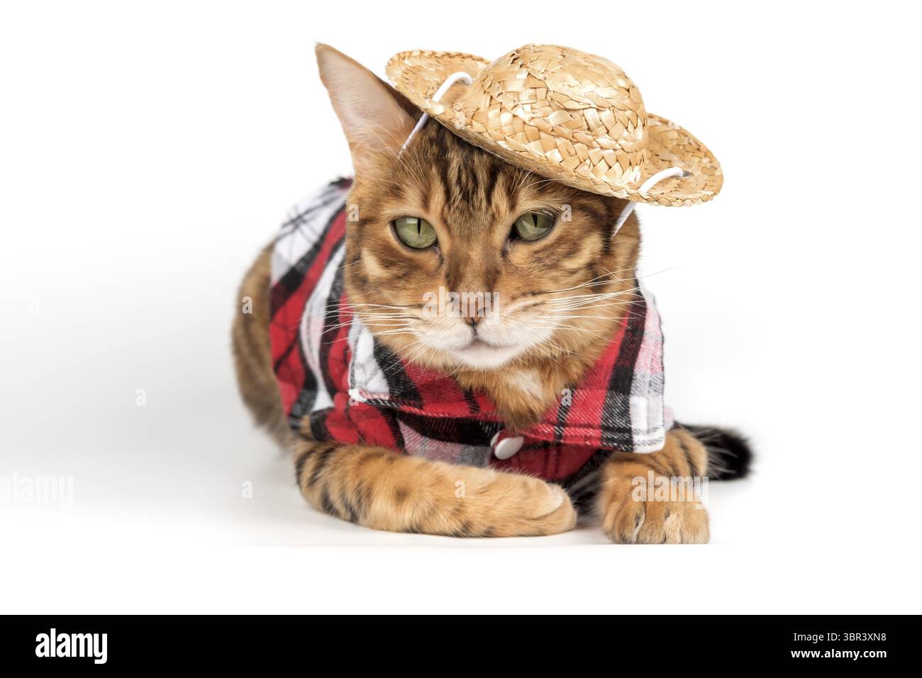 Divertente gatto del bengala in camicia e cappello. Gatto in abiti isolati su bianco Foto Stock