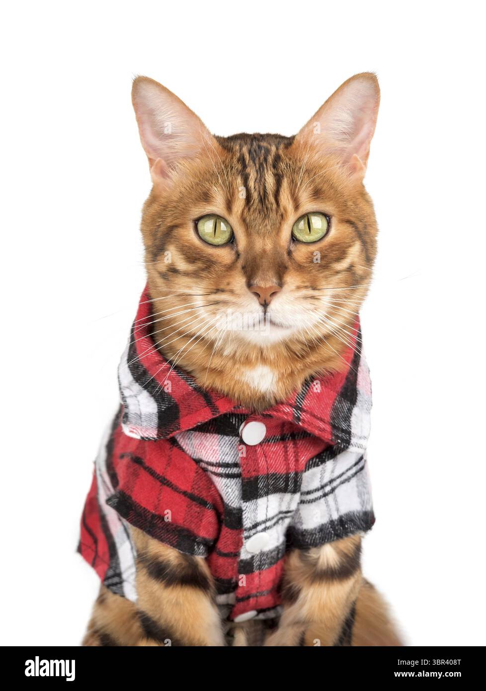 Ritratto di un gatto del bengala in una camicia a scacchi. Gatto in abiti isolati su bianco Foto Stock