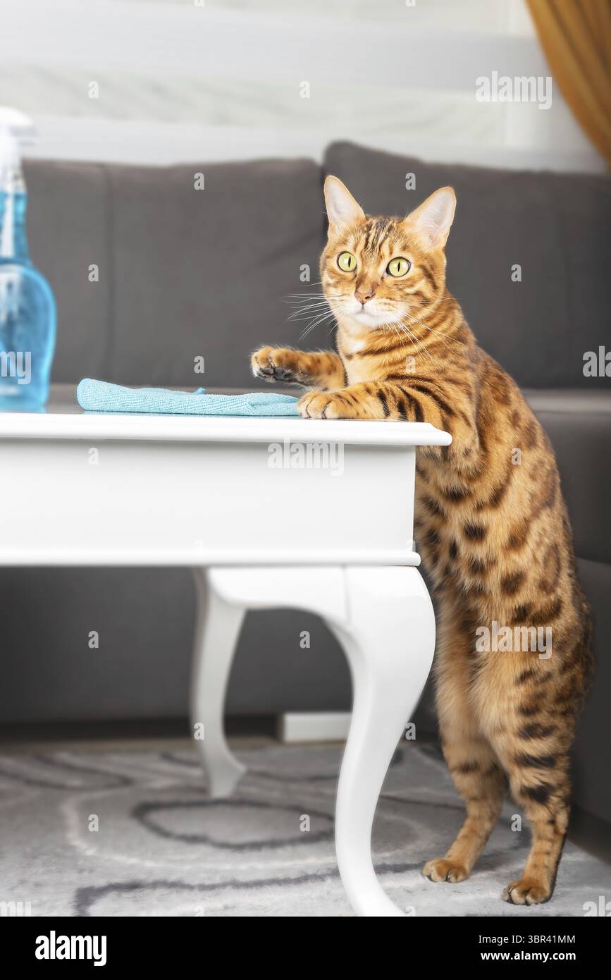 Un gatto divertente lava il tavolino da caffè in camera. Aiutanti domestici pelosi Foto Stock
