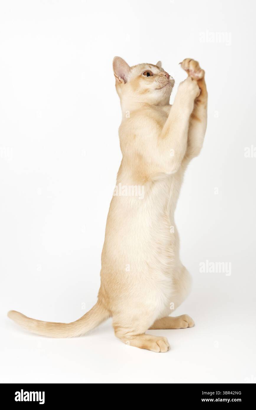 Adorabile gattino birmano crema a tutta lunghezza. Cat per pubblicità isolata su sfondo bianco Foto Stock
