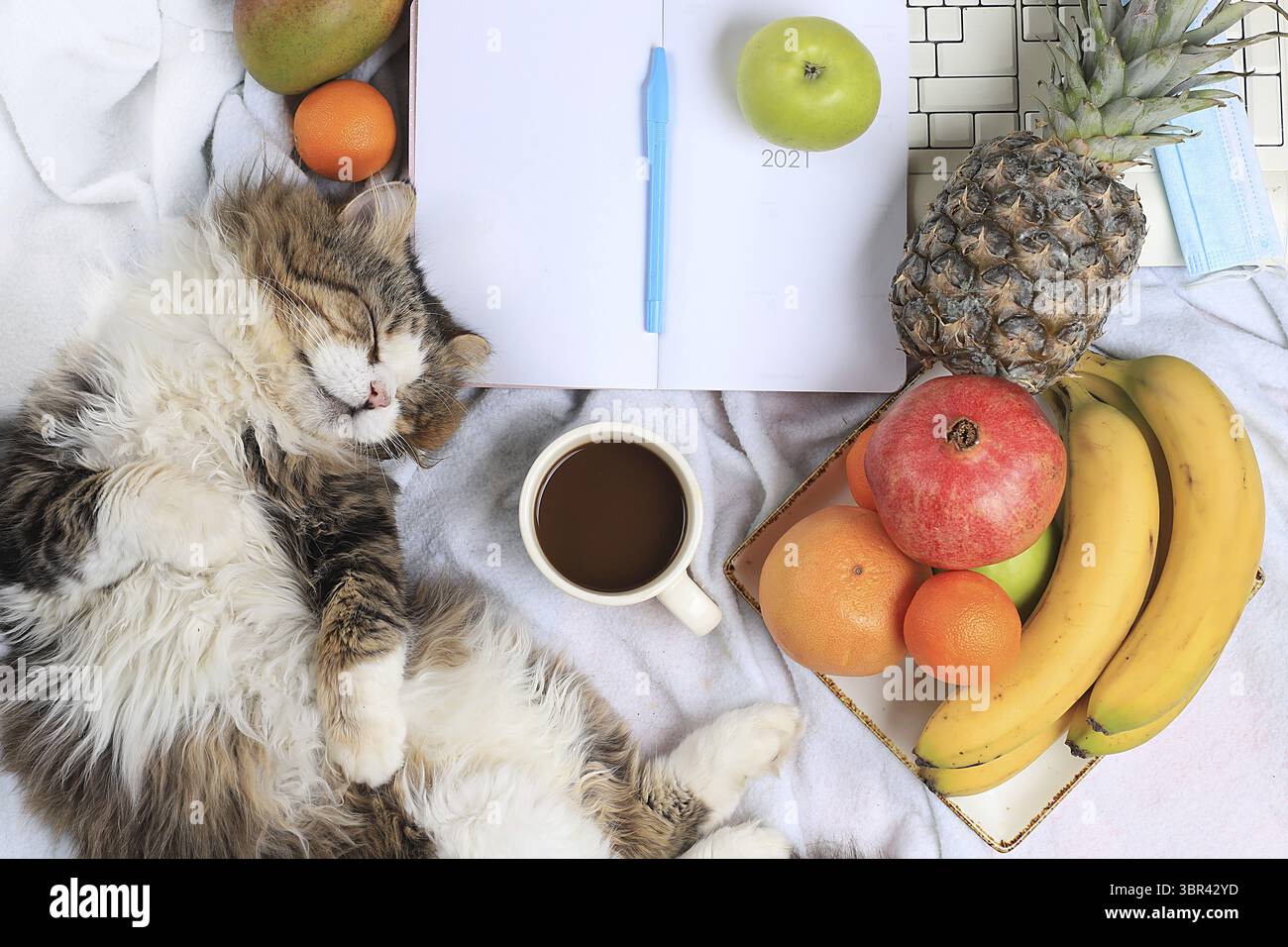 Moderna scrivania per donna, accogliente ufficio domestico con gatto. caffè e frutta su una coperta leggera, preparando un piano e obiettivi per il nuovo anno, uno stile di vita sano Foto Stock