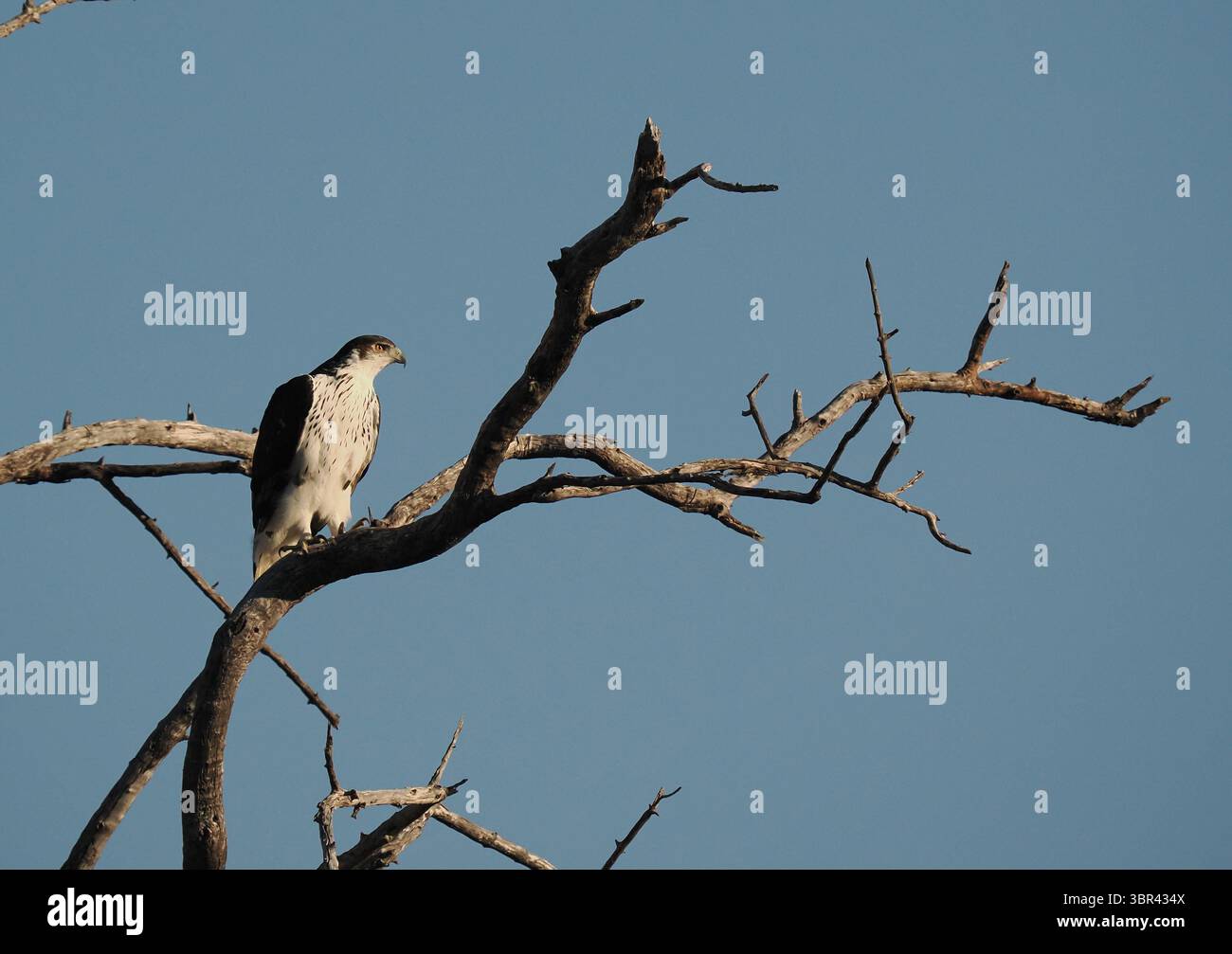 L'aquila di falco africana caccia con uccelli di volo di basso livello e piccoli mammiferi. Foto Stock