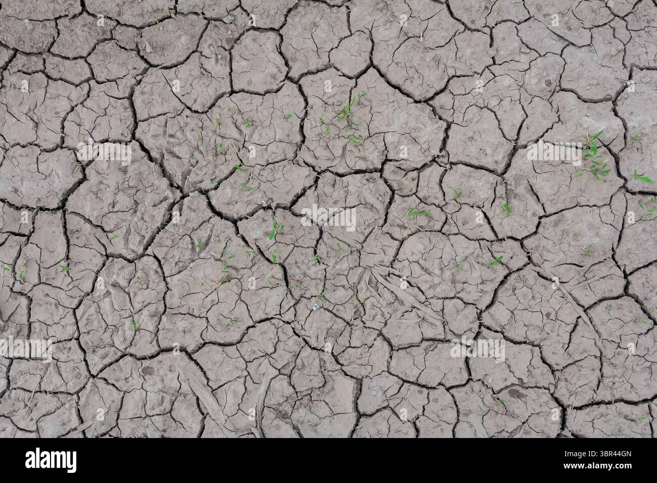 Il terreno parcheggiato mostra profonde crepe con scarse germogliature di erba verde che evidenziano l'impatto delle condizioni di siccità in un paesaggio rurale durante l'estate. Foto Stock