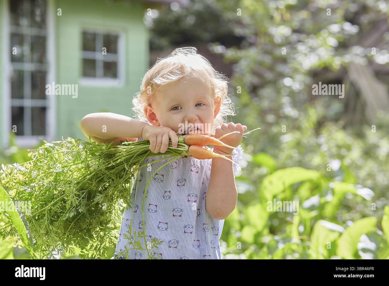Il bambino mordente carote con cime. Raccolta in una giornata estiva soleggiata. Carote di piking nell'orto. Spazio di copia Foto Stock