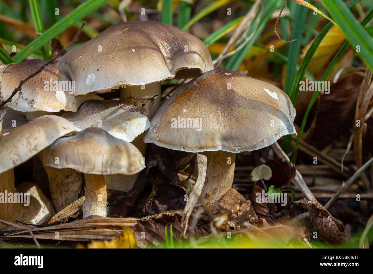 I funghi Amanita phalloides e Tricholoma fioriscono tra foglie cadute e vegetazione, mostrando i loro colori unici in una vibrante foresta autunnale. Foto Stock