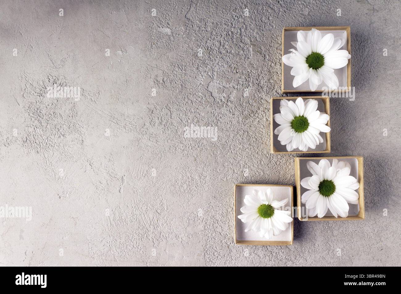Crisantemi bianchi in scatole di carta quadrate su sfondo in calcestruzzo chiaro Foto Stock