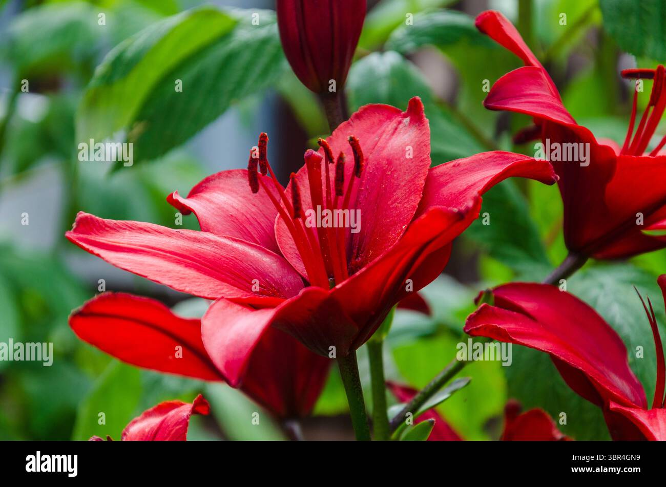 Bellissimi gigli rossi in un giardino urbano Foto Stock