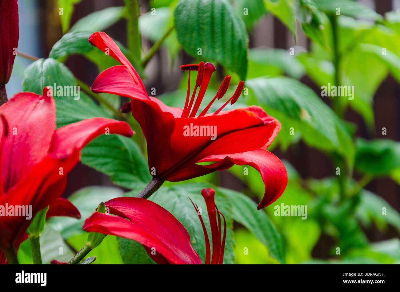 Bellissimi gigli rossi in un giardino urbano Foto Stock