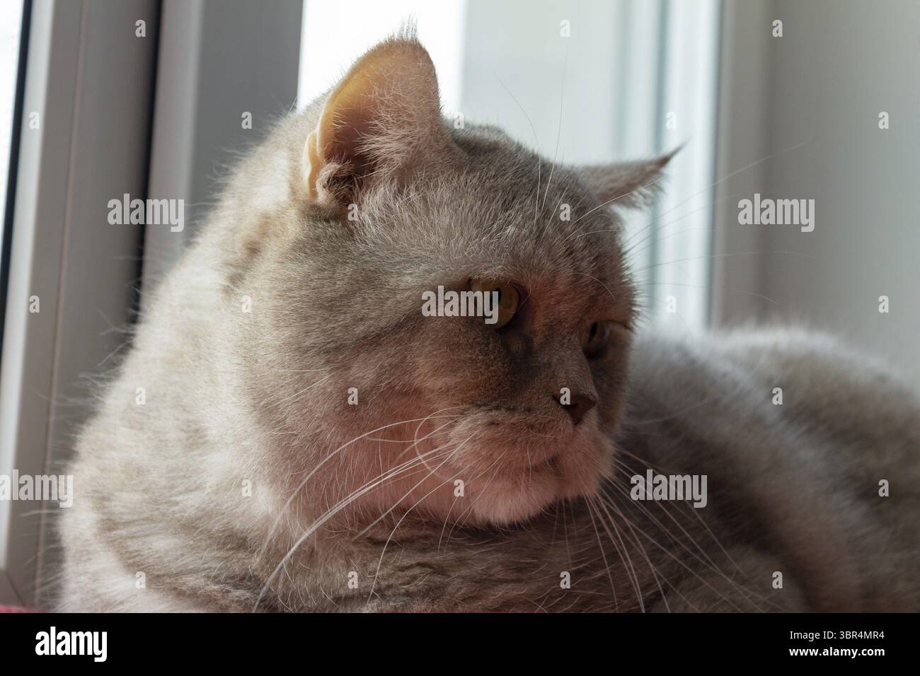 Il gatto lilla inglese siede sul davanzale con un look premuroso Foto Stock