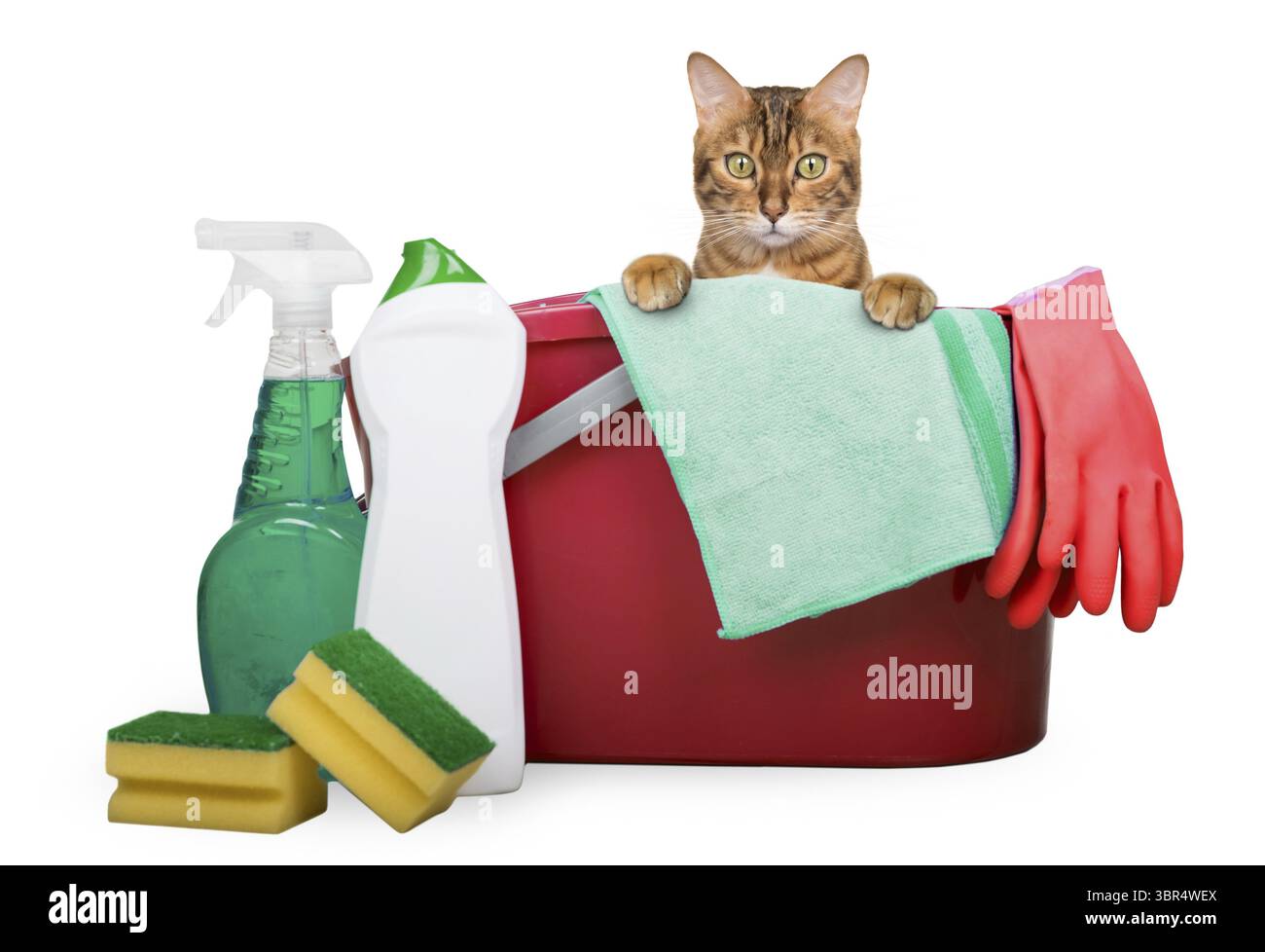 Prodotti e strumenti per la pulizia della casa su sfondo bianco. Il gatto guarda fuori dal secchio Foto Stock