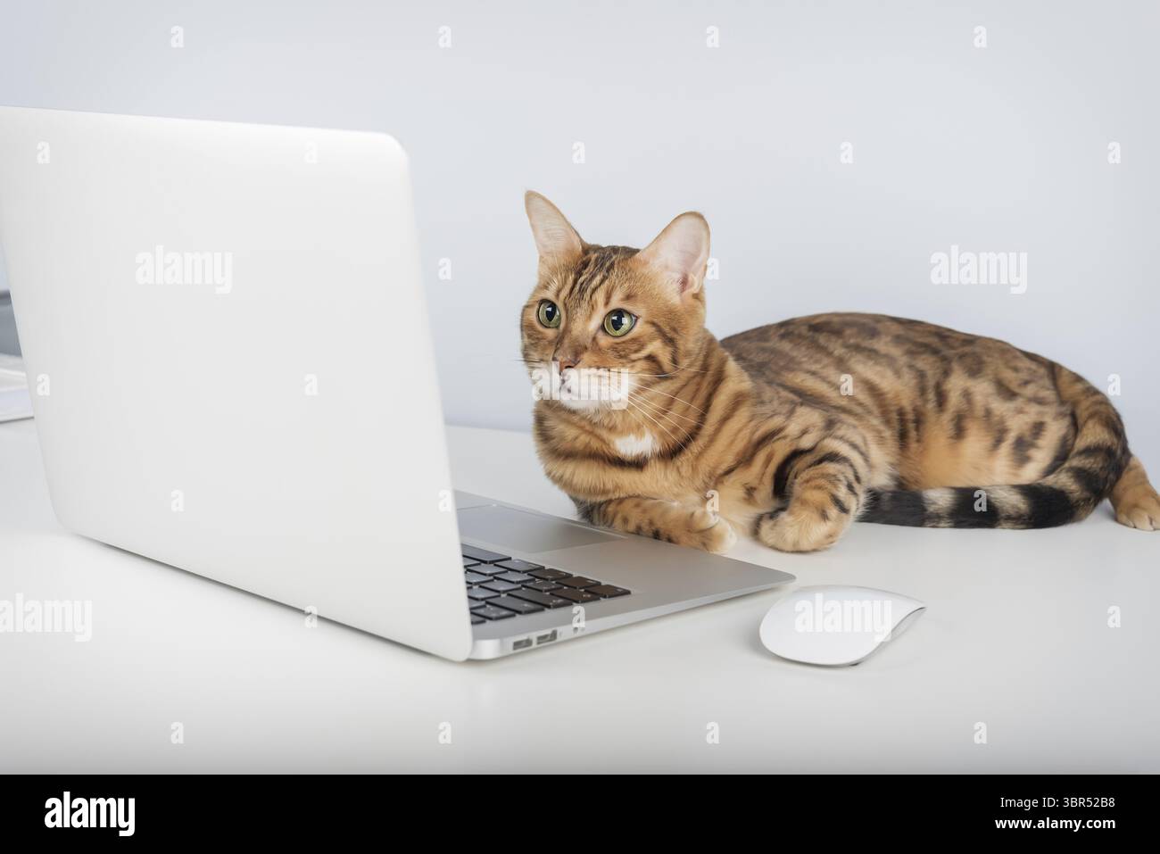 Gatto del Bengala vicino a computer o computer portatile. Copia spazio Foto Stock