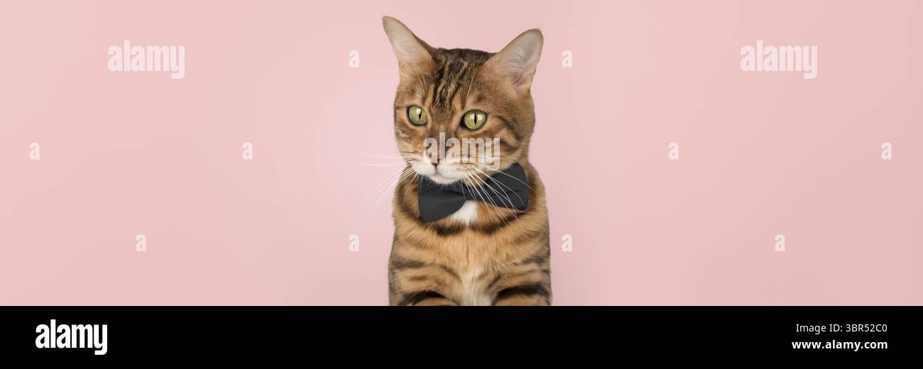 Gatto elegante con papillon, simpatico sfondo per animali Foto Stock