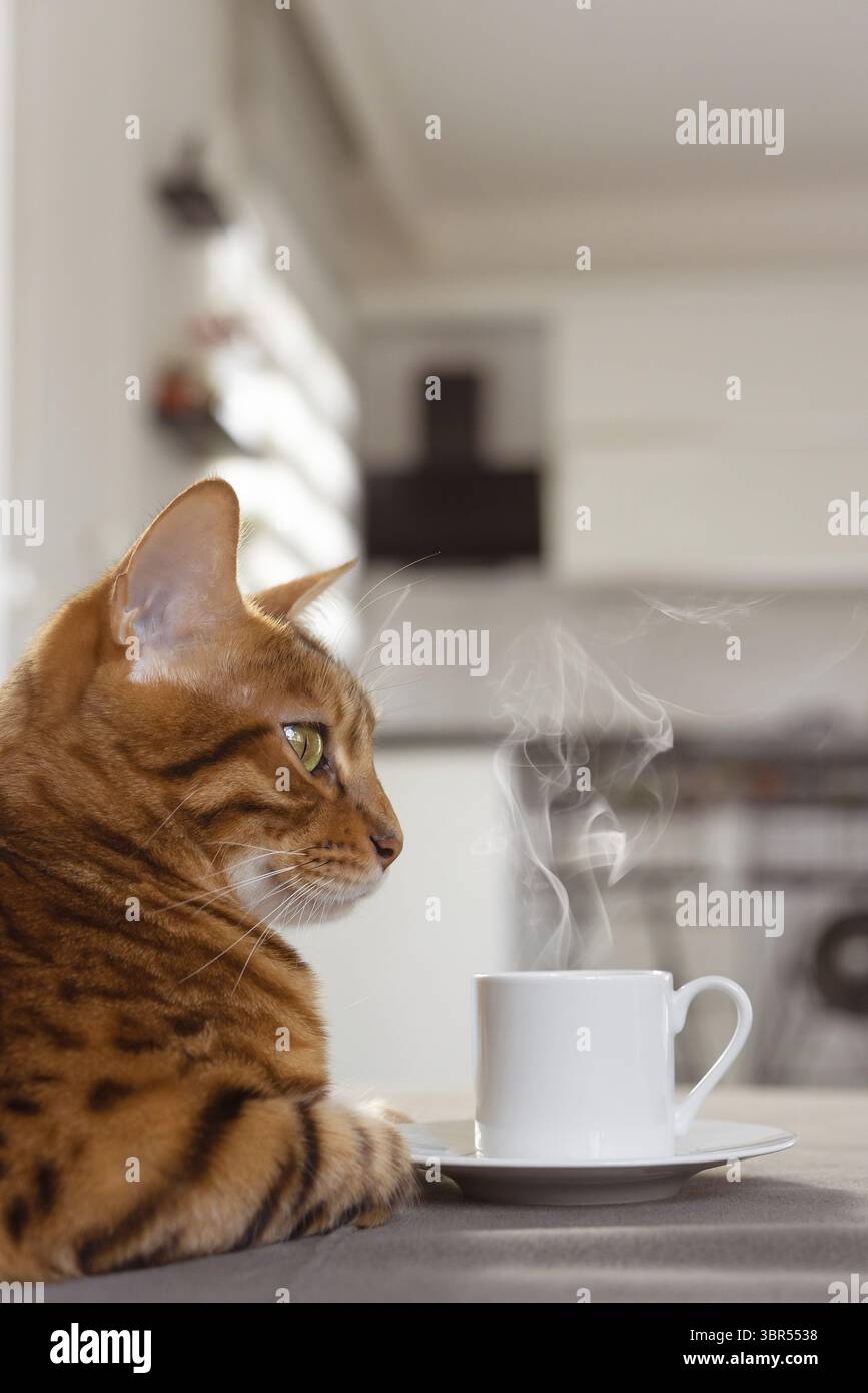 Gatto domestico accanto a una tazza calda di caffè. Scatto verticale Foto Stock
