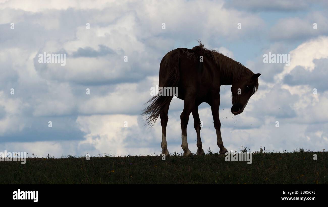 20 luglio 2020, Rural Plymouth County, IOWA, Stati Uniti: Un cavallo insegue vola in una giornata estiva umida in un campo nella rurale contea di Plymouth, Iowa lunedì 20 luglio 2020. (Immagine di credito: © Jerry Mennenga/ZUMA Wire) Foto Stock