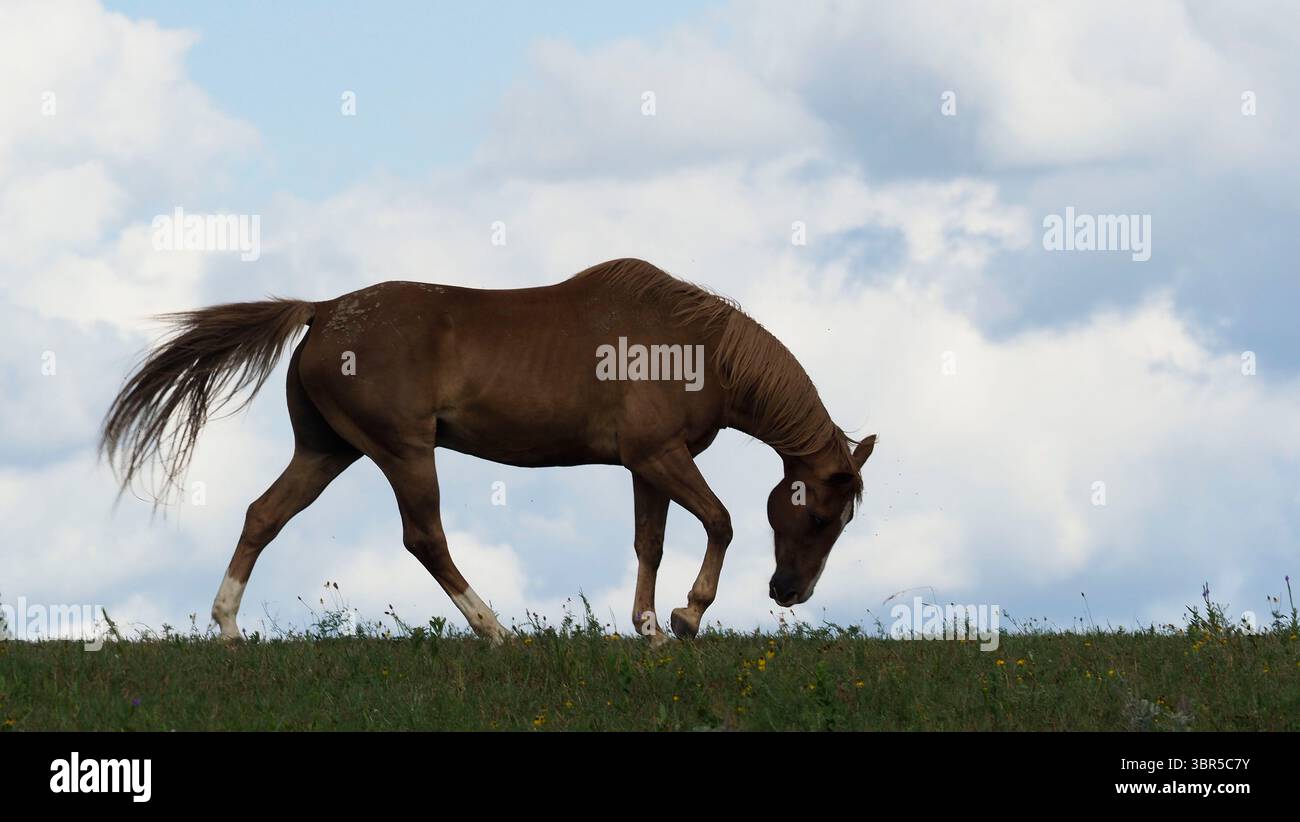 20 luglio 2020, Rural Plymouth County, IOWA, Stati Uniti: Un cavallo puzza e si muove in un campo mentre cerca di cacciare via mosche in una giornata estiva umida nella rurale Plymouth County, Iowa lunedì 20 luglio 2020. (Immagine di credito: © Jerry Mennenga/ZUMA Wire) Foto Stock