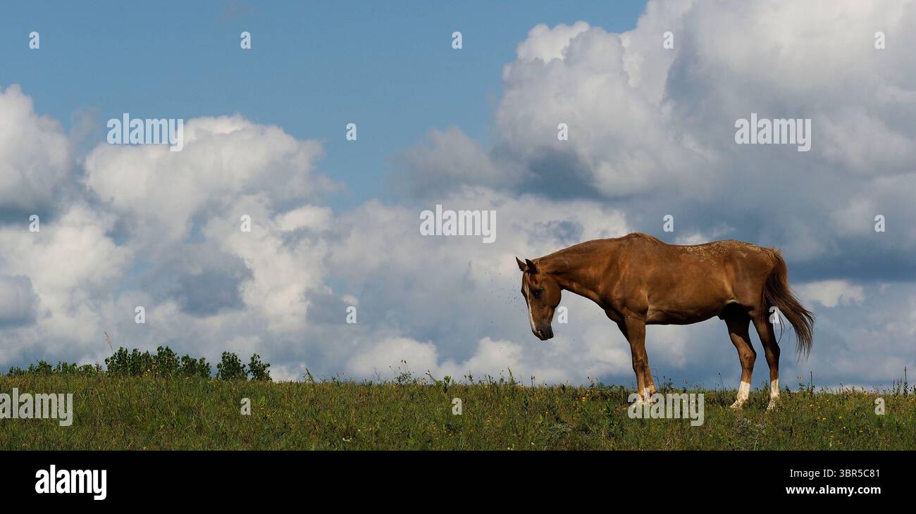 20 luglio 2020, Rural Plymouth County, IOWA, USA: Un cavallo si erge in un campo circondato da mosche in una giornata estiva umida con uno sfondo di nuvole nella rurale contea di Plymouth, Iowa lunedì 20 luglio 2020. (Immagine di credito: © Jerry Mennenga/ZUMA Wire) Foto Stock