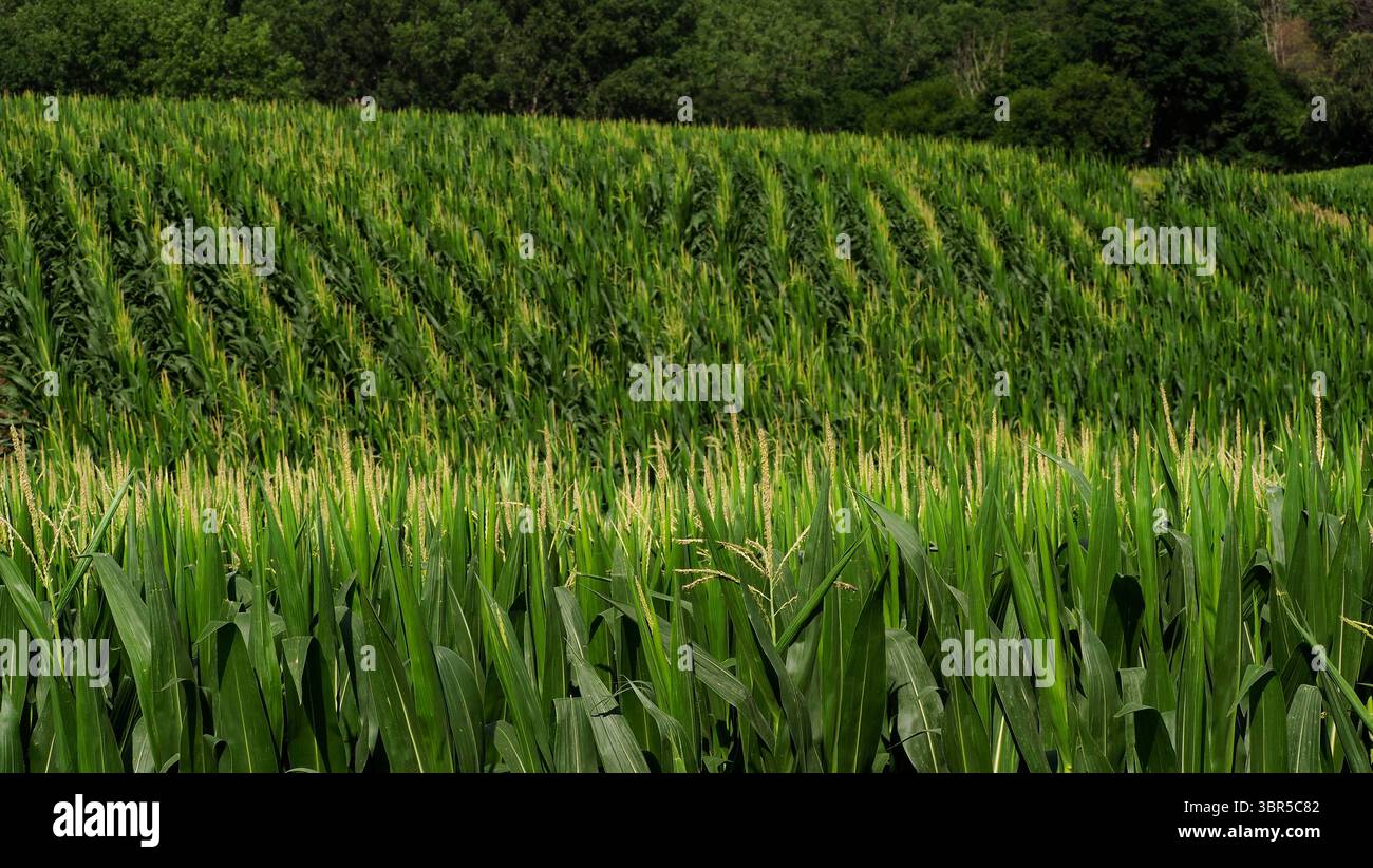 20 luglio 2020, Rural Plymouth County, IOWA, USA: Field crop Fields in Rural Plymouth County, Iowa Monday, 20 luglio 2020. Gli Stati Uniti e la Cina sono ancora in trattative commerciali con gli agricoltori dell'Iowa sperando in un accordo commerciale, anche se l'attuale amministrazione della Casa Bianca sta ancora agitando Chine sul commercio sleale e sull'epidemia di coronavirus. (Immagine di credito: © Jerry Mennenga/ZUMA Wire) Foto Stock