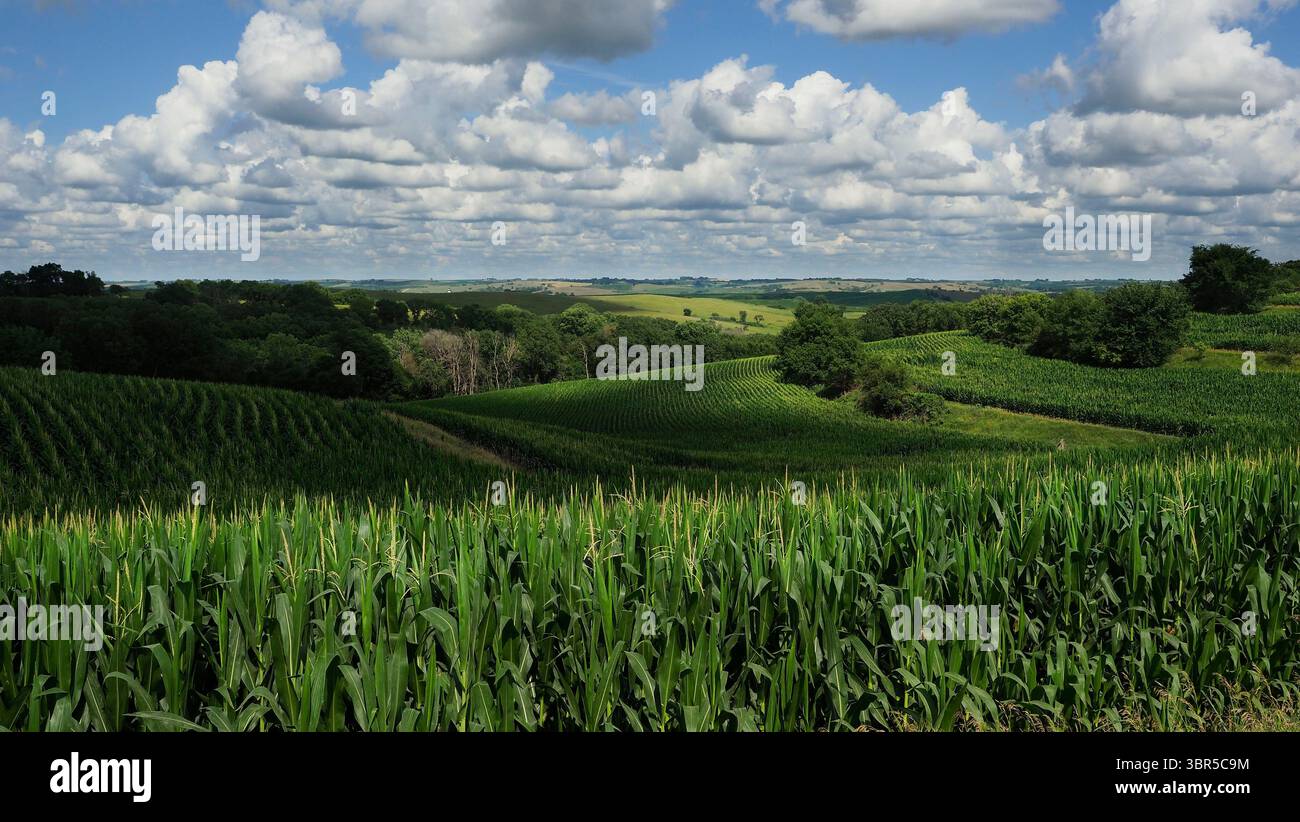 20 luglio 2020, Rural Plymouth County, Iowa, USA: Giochi di luci e ombre sui campi coltivati nella rurale contea di Plymouth. Gli Stati Uniti e la Cina sono ancora in trattative commerciali con gli agricoltori dell'Iowa sperando in un accordo commerciale, anche se l'attuale amministrazione della Casa Bianca sta ancora discutendo della Cina sul commercio sleale. (Immagine di credito: © Jerry Mennenga/ZUMA Wire) Foto Stock