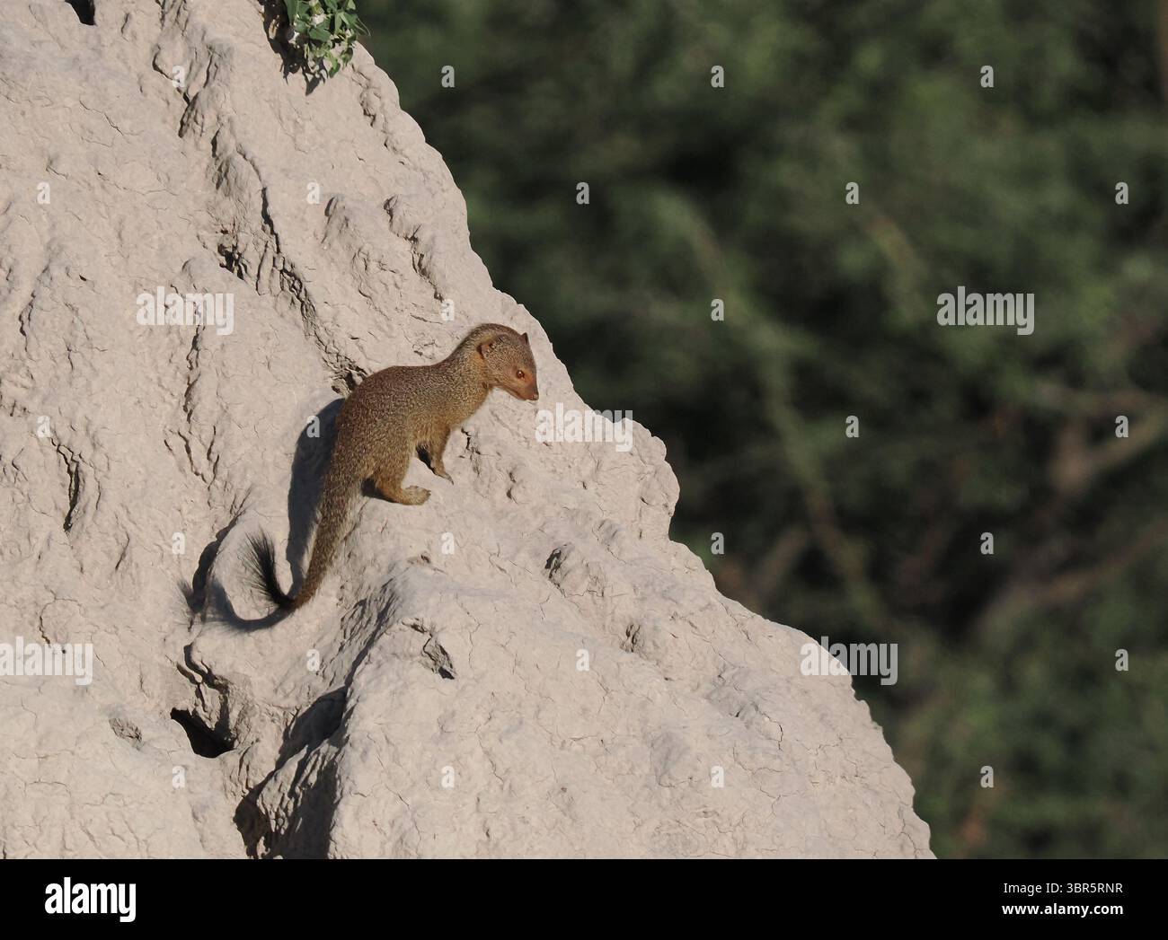 Mangusta slanciata che fa uso di un tumulo di termite dove sembrava crescere giovane. Foto Stock